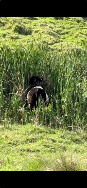 Beltie beef really is better for you
