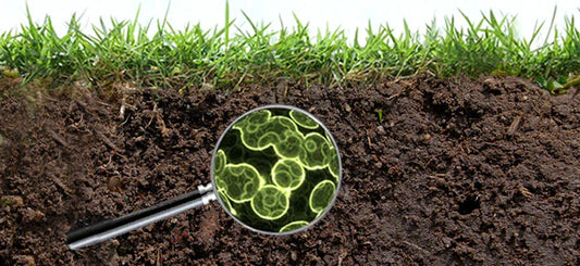 Regen microbes