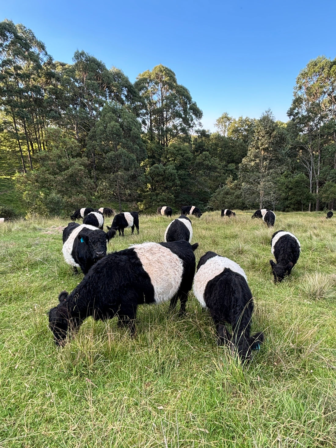 Grass fed belted galloway