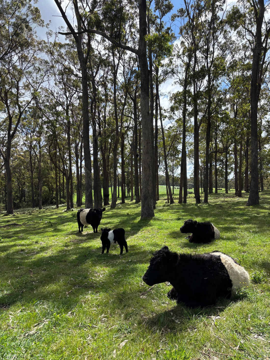 What Does Your Beef Actually Cost? The Truth About Slow-Grown, Regenerative Farming