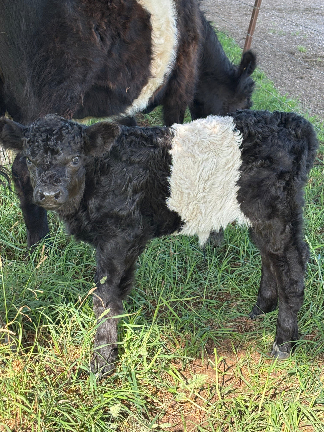 Nannas’ update from the farm